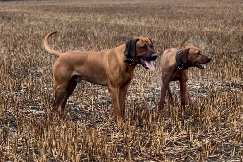 Rhodesian Ridgeback