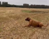 Rhodesian Ridgeback