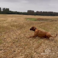 Rhodesian Ridgeback