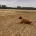 Rhodesian Ridgeback
