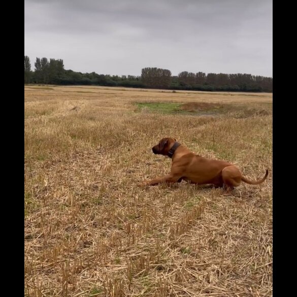 Rhodesian Ridgeback