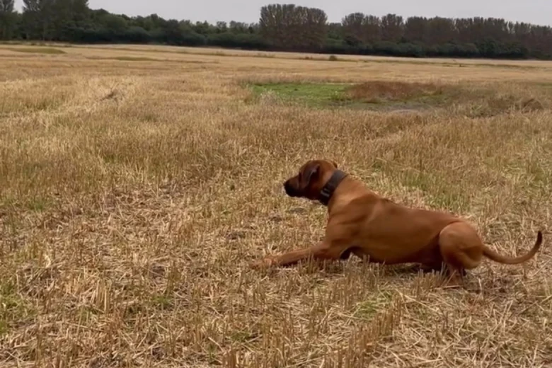 Rhodesian Ridgeback