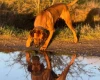 Rhodesian Ridgeback