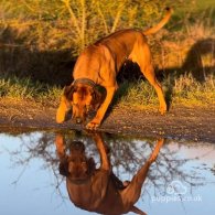 Rhodesian Ridgeback