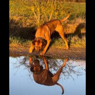 Rhodesian Ridgeback