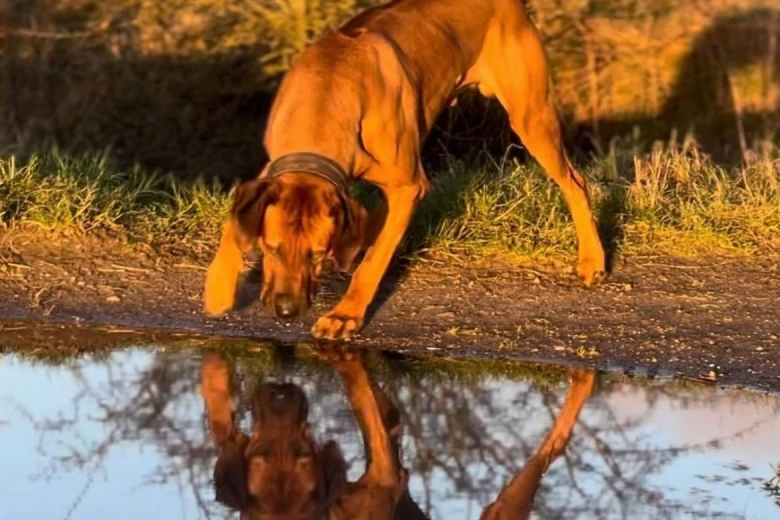 Rhodesian Ridgeback