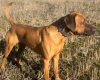 Rhodesian Ridgeback