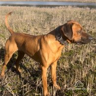 Rhodesian Ridgeback