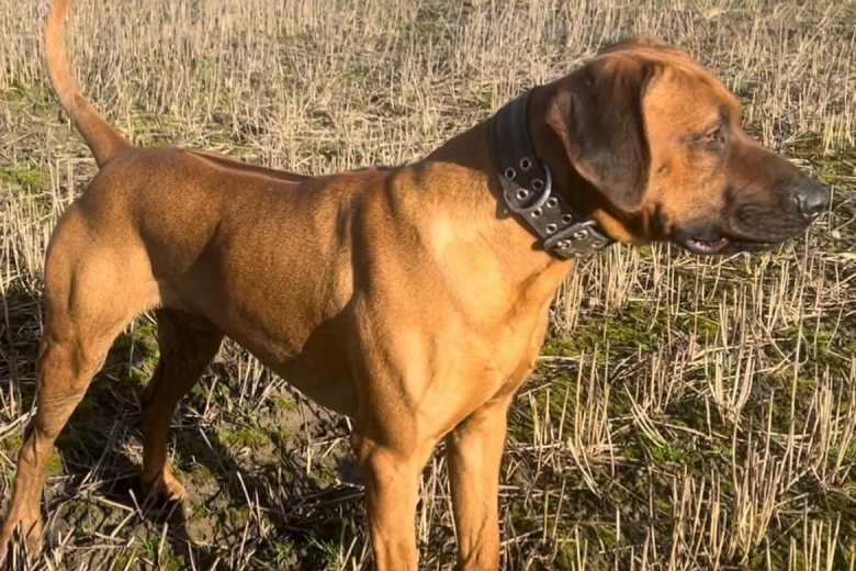 Rhodesian Ridgeback
