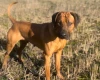 Rhodesian Ridgeback