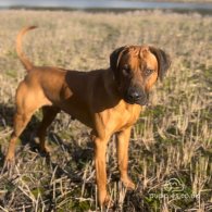 Rhodesian Ridgeback