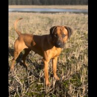 Rhodesian Ridgeback