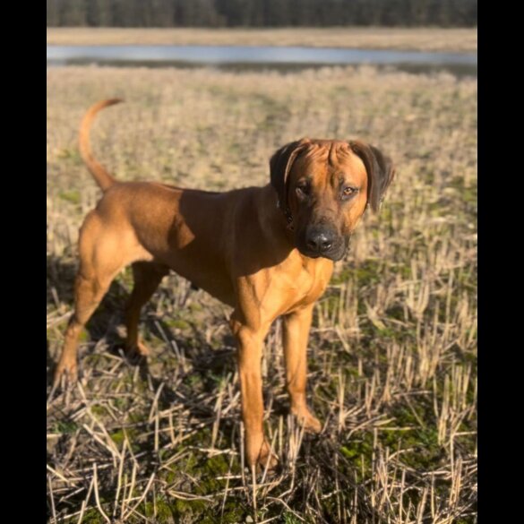 Rhodesian Ridgeback