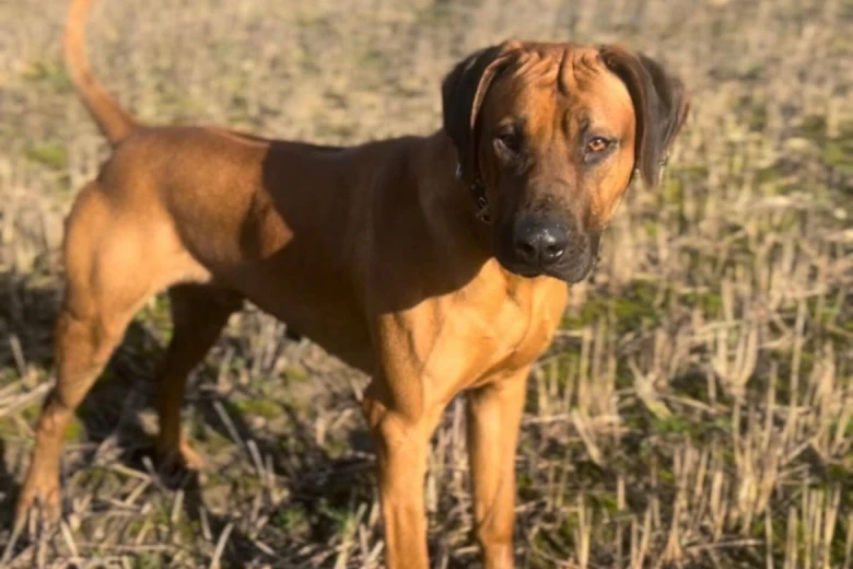 Rhodesian Ridgeback