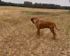 Rhodesian Ridgeback