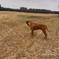 Rhodesian Ridgeback