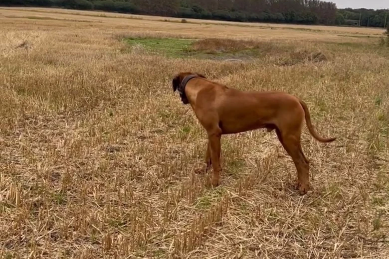 Rhodesian Ridgeback