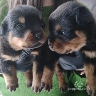 Rottweiler - Dogs