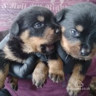 Rottweiler - Dogs