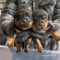 Rottweiler - Dogs