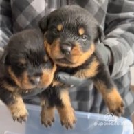 Rottweiler - Dogs