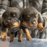 Rottweiler - Dogs