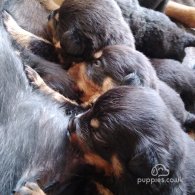 Rottweiler - Dogs