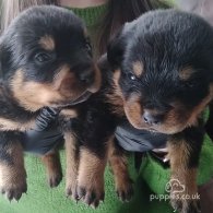 Rottweiler - Dogs