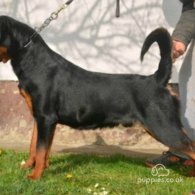 Rottweiler - Dogs