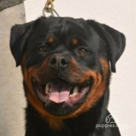 Rottweiler - Dogs