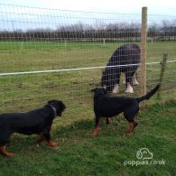 Rottweiler - Dogs