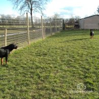 Rottweiler - Dogs