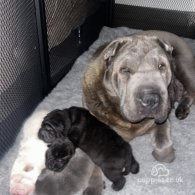 Shar Pei - Bitches