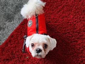 Shih Tzu