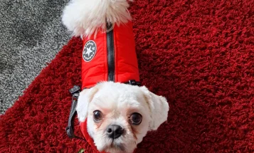 Shih Tzu
