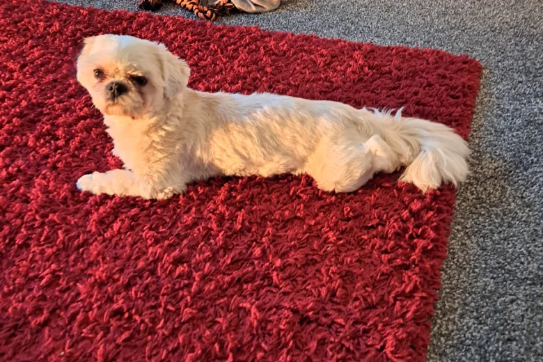 Shih Tzu