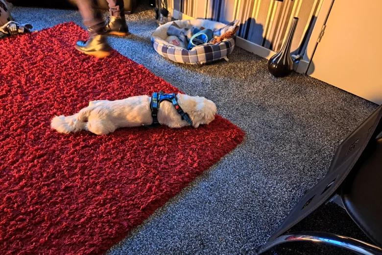 Shih Tzu
