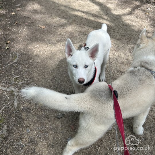 Siberian Husky - Bitches