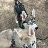 Siberian Husky - Bitches