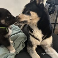 Siberian Husky - Both