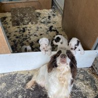 Sprocker Spaniel - Both