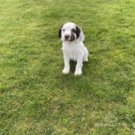 Sprocker Spaniel - Both