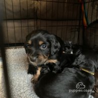 Sprocker Spaniel - Dogs