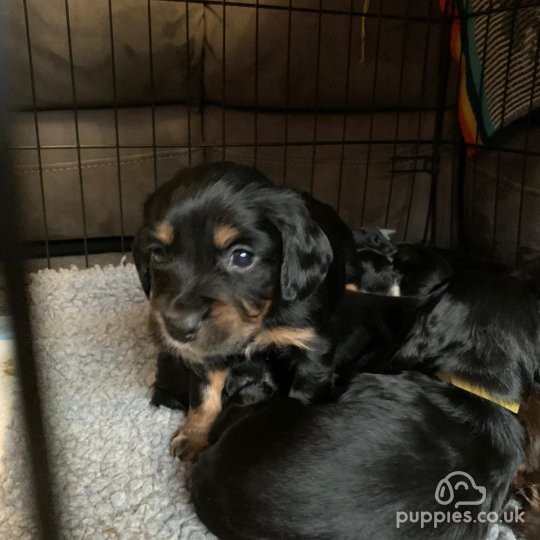 Sprocker Spaniel - Dogs