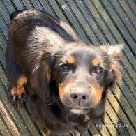 Sprocker Spaniel - Dogs