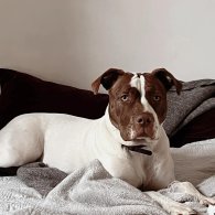 Staffordshire Bull Terrier - Both