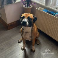 Staffordshire Bull Terrier - Both