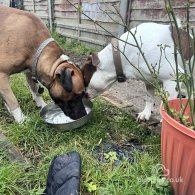 Staffordshire Bull Terrier - Both