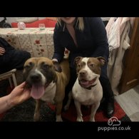 Staffordshire Bull Terrier - Both