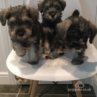 Miniature Schnauzer - Both